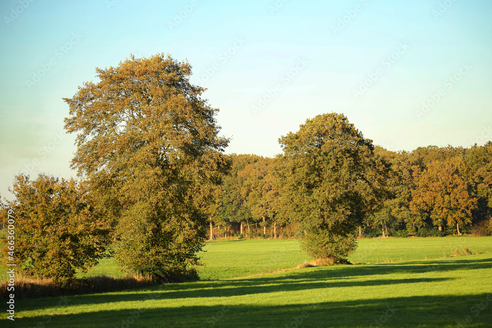 trees in the autumn grassland of northern germany 