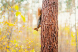 squirrel with a large fluffy tail descends the tree trunk head down