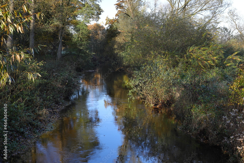 Fototapeta premium a small river in the wildness at the morning time