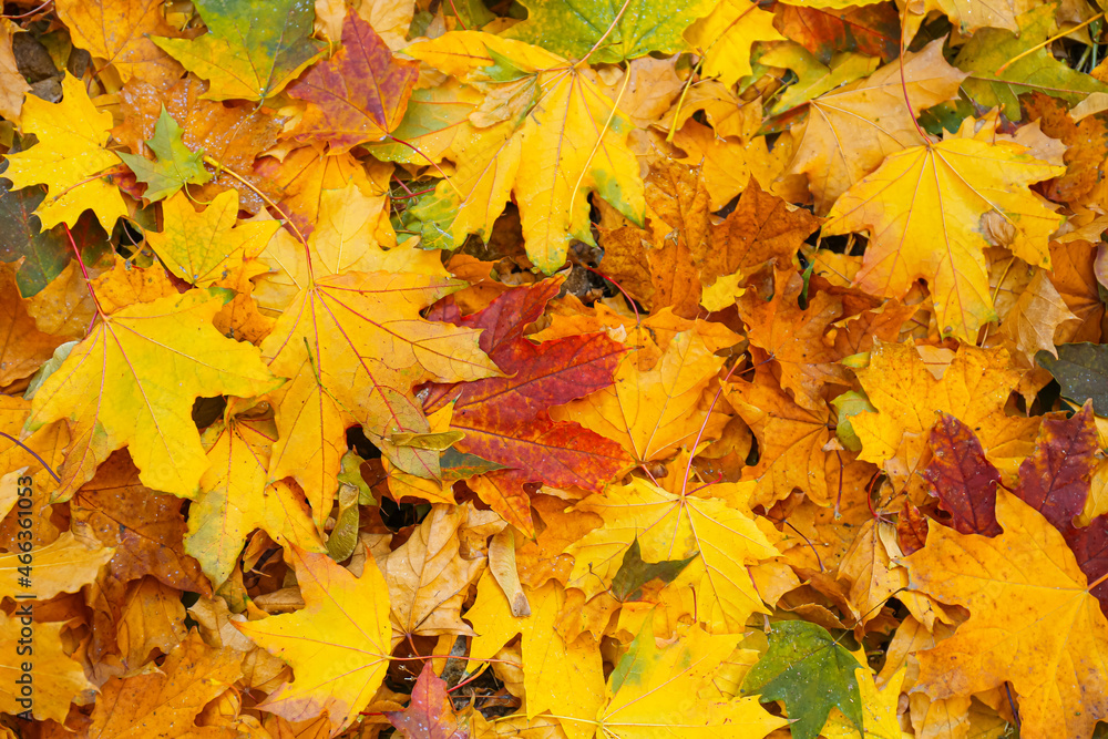 Pile of fallen leaves in autumn park, closeup