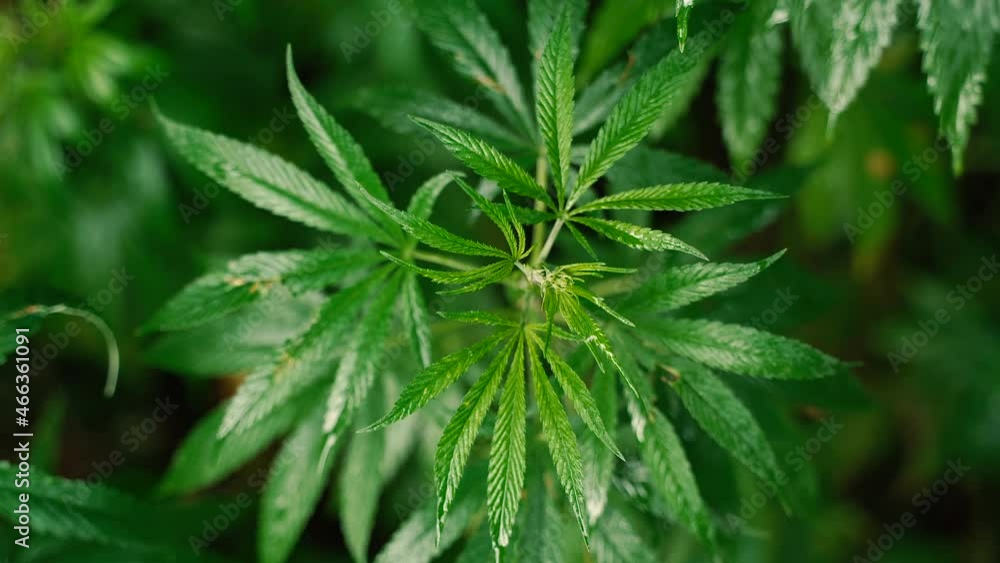Cannabis Green cannabis bush. Close-up. Cannabis Green cannabis bush. Close-up.