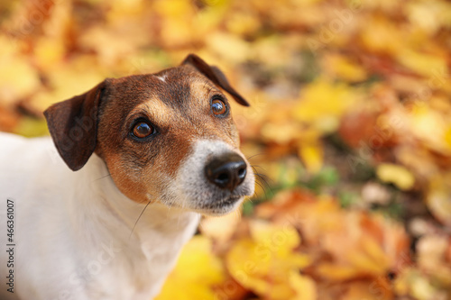 Cute Jack Russel terrier in autumn park, closeup © Pixel-Shot