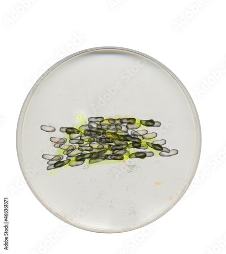 Bacteria In Petri Dish