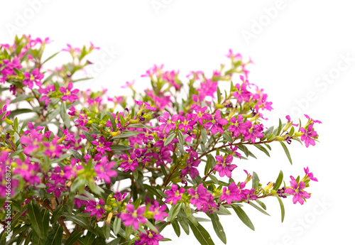Purple flowers of Cuphea hyssopifolia, the false heather, isolated on white background 
