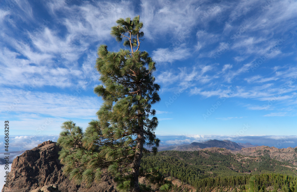 Gran Canaria, landscape of the central montainous part of the island, Las Cumbres, ie The Summits
Gran Canaria, landscape of the central montainous part of the island, Las Cumbres, ie The Summits