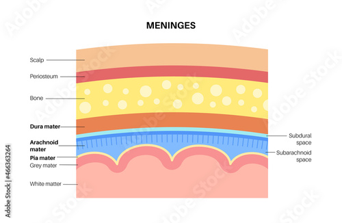 Meninges anatomy diagram