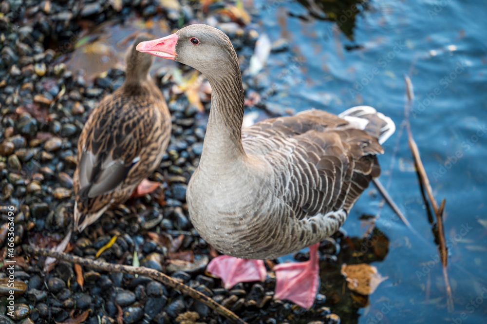 Grey wild goose near the pond
