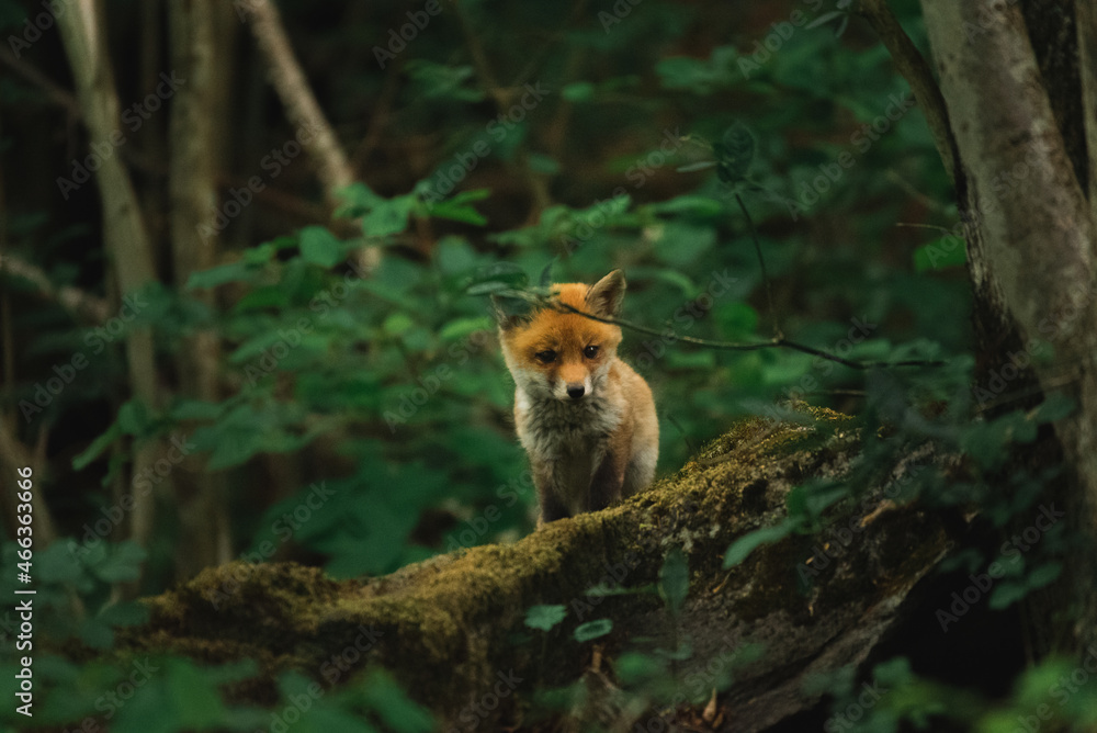 young cute fox ventures out of the forest to curiously explore the surroundings young cute fox ventures out of the forest to curiously explore the surroundings