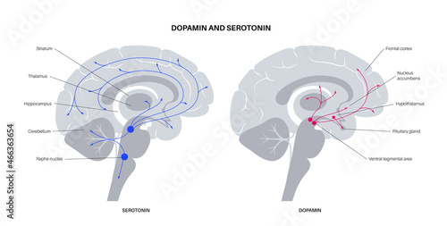 Serotonin and dopamine pathway