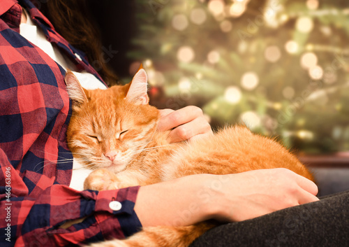 ginger cat in the arms of a woman against the background of a Christmas tree