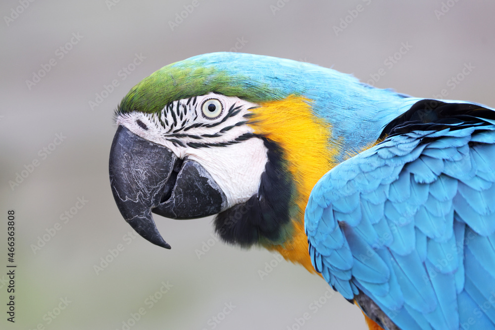 Fototapeta premium Blue-and-yellow macaw (Ara ararauna) parrot close up portrait