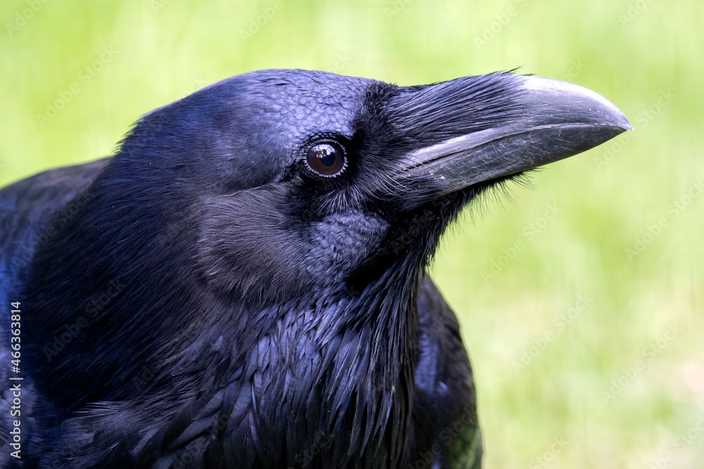 Fototapeta premium Common raven (Corvus corax) close up image
