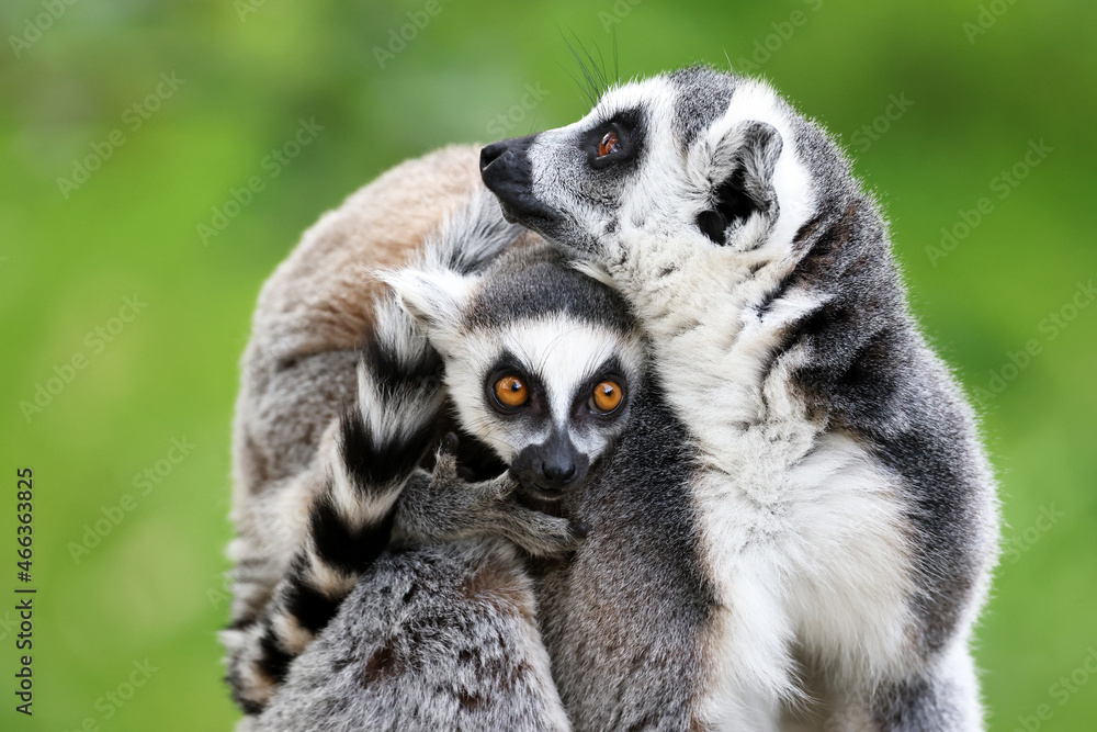Obraz premium Ring-Tailed lemurs (Lemur catta) close up image