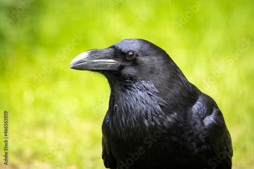 Common raven  Corvus corax  close up image