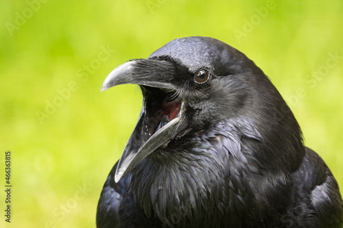 Common raven  Corvus corax  close up image