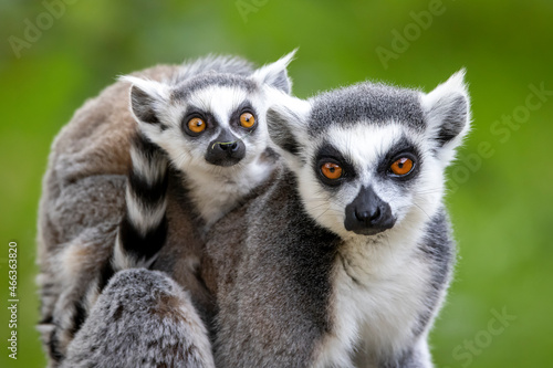 Ring-Tailed lemurs (Lemur catta) close up image