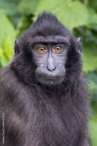 Crested Macaque (Macaca nigra) close up image