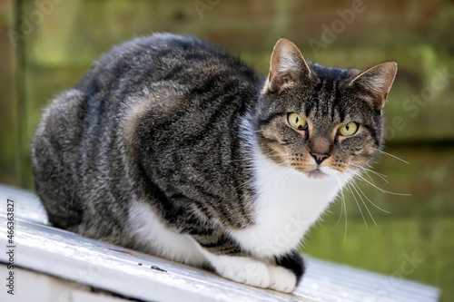 cute cat close up portrait