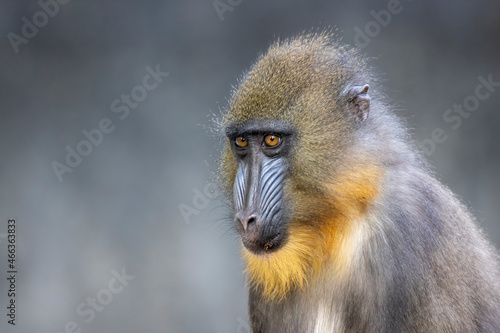 Mandrill (Mandrillus sphinx) monkey close up image