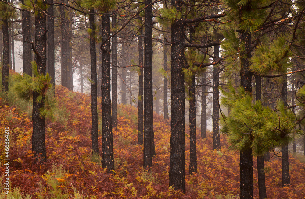 Flora of Gran Canaria -  Pinus canariensis, fire-resistant Canary pine, 
able to recuperate after wildfire, zone affected by a 
wildfire, burnt trunks
