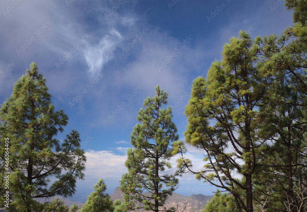 Flora of Gran Canaria - Pinus canariensis, fire-resistant Canary pine,
able to recuperate after wildfire, natural background
Flora of Gran Canaria - Pinus canariensis, fire-resistant Canary pine,
able to recuperate after wildfire, natural background