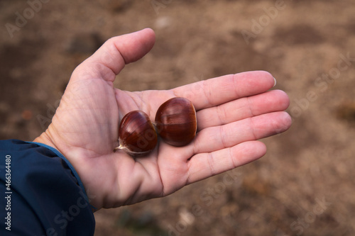 Flora of Gran Canaria - Castanea sativa, the sweet chestnut, introduced species, foraging for fruit