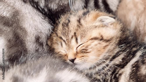 Details of kittens. Kitten head from above close up. Happy kitten sleeping on another kitten. Kitten among the wool. Scottish fold kitten. photo