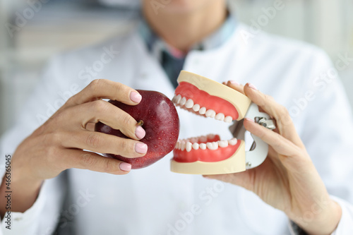 Dentist doctor holds artificial jaw and red apple closeup