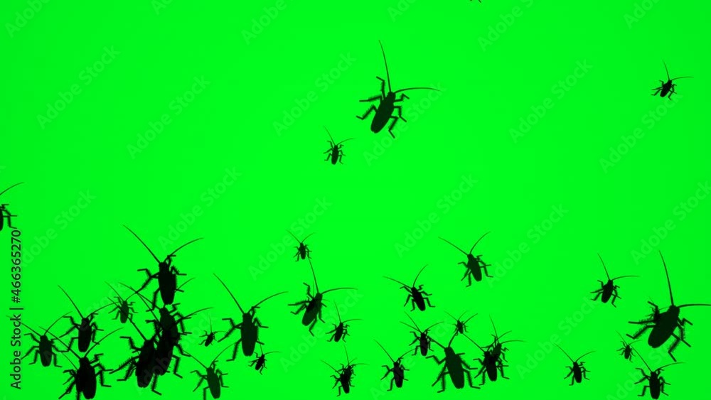 Bugs On Green Screen Animated Silhouette Bugs On Green Screen Animated Silhouette