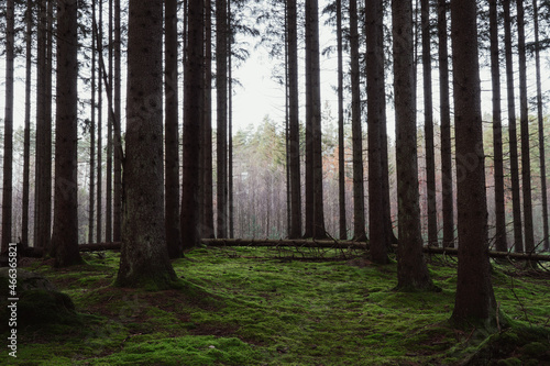 Beautiful pine forest in Sweden with a layer of green moss covering the forest floor  some sunlight shining in through the branches.