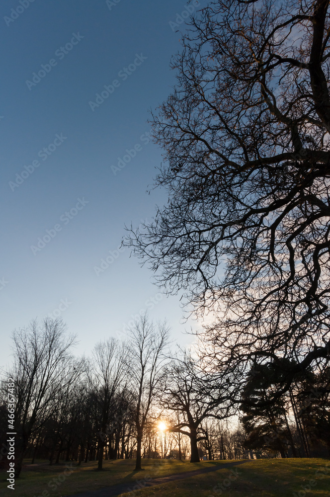 Fototapeta premium sunset in the park