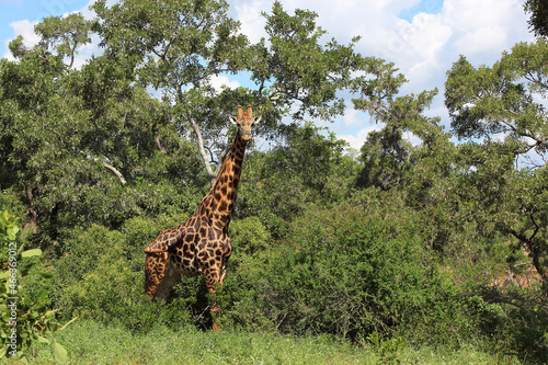 Canvas Print Giraffe / Giraffe / Giraffa camelopardalis