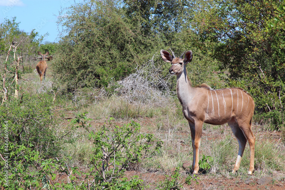 Fototapeta premium Großer Kudu / Greater kudu / Tragelaphus strepsiceros.....