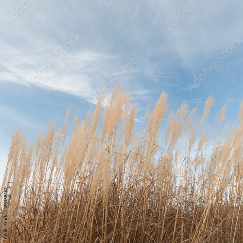 dried grass and sky in winter