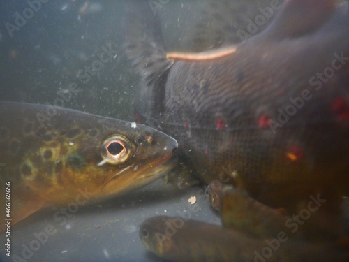 The brown trout Salmo trutta European species of salmonid fish widely introduced into suitable environments globally includes purely freshwater populations referred to as riverine ecotype photo