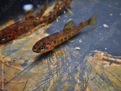 Obraz na plátně The brown trout Salmo trutta European species of salmonid fish widely introduced