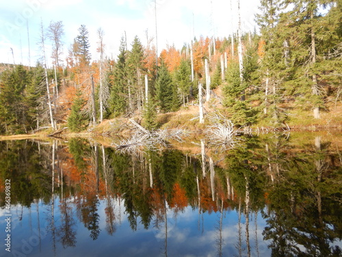 Lake Laka with floating islands on the surface is the smallest, shallowest and highest glacial lake in Šumava photo