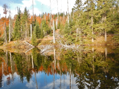 Lake Laka with floating islands on the surface is the smallest, shallowest and highest glacial lake in Šumava photo