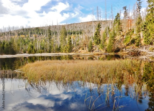 Lake Laka with floating islands on the surface is the smallest, shallowest and highest glacial lake in Šumava photo