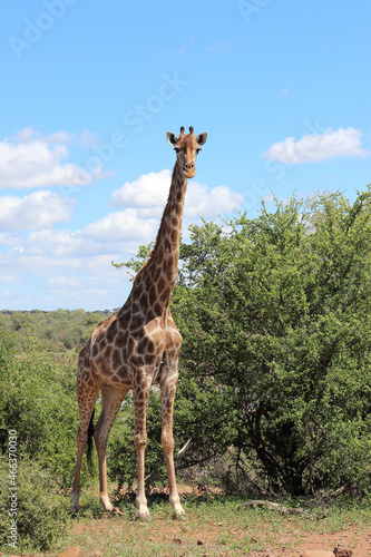 Photography Giraffe / Giraffe / Giraffa camelopardalis