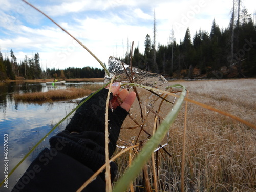 Lake Laka with floating islands on the surface is the smallest, shallowest and highest glacial lake in Šumava photo