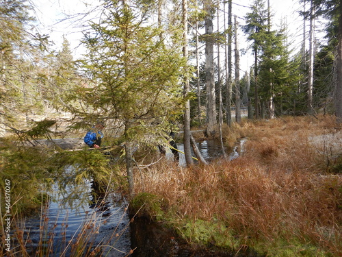 Lake Laka with floating islands on the surface is the smallest, shallowest and highest glacial lake in Šumava photo