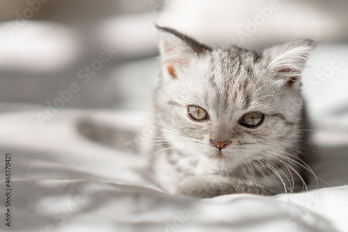 Beautiful portrait of scottish straight kitten on white background. Grey striped Scottish straight-eared cat. International cat day © Анастасія Стягайло