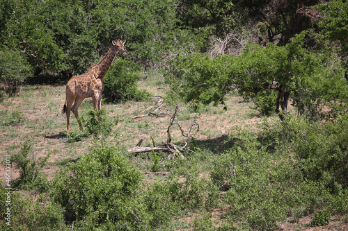 Photography Giraffe / Giraffe / Giraffa camelopardalis