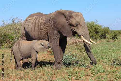 Afrikanischer Elefant   African elephant   Loxodonta africana