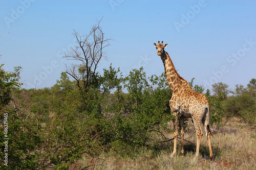 Canvas Print Giraffe / Giraffe / Giraffa camelopardalis