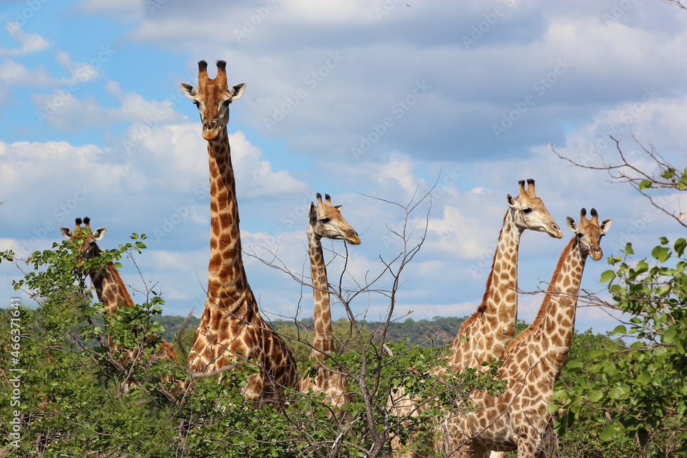 Fototapeta premium Giraffe / Giraffe / Giraffa camelopardalis.
