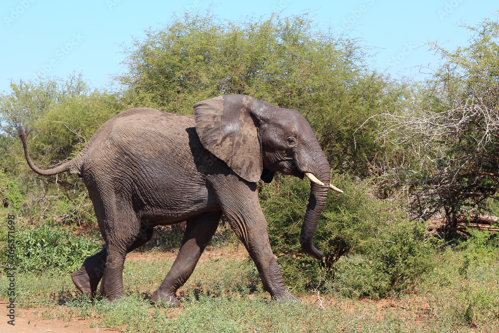 Fototapeta premium Afrikanischer Elefant / African elephant / Loxodonta africana