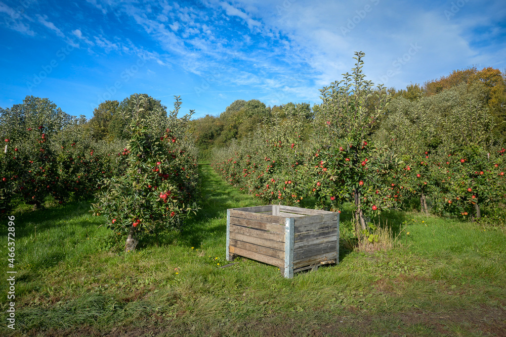 Empty wooden crate in apple orchard ready to be filled up with harvest
