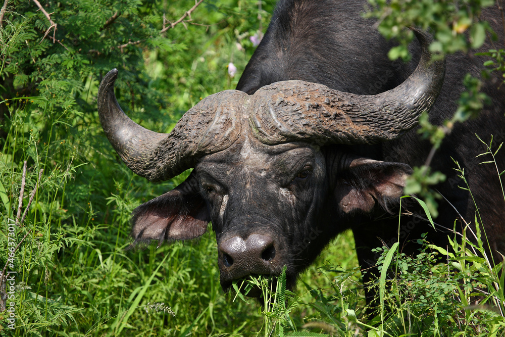 Kaffernbüffel / African buffalo / Syncerus caffer Kaffernbüffel / African buffalo / Syncerus caffer